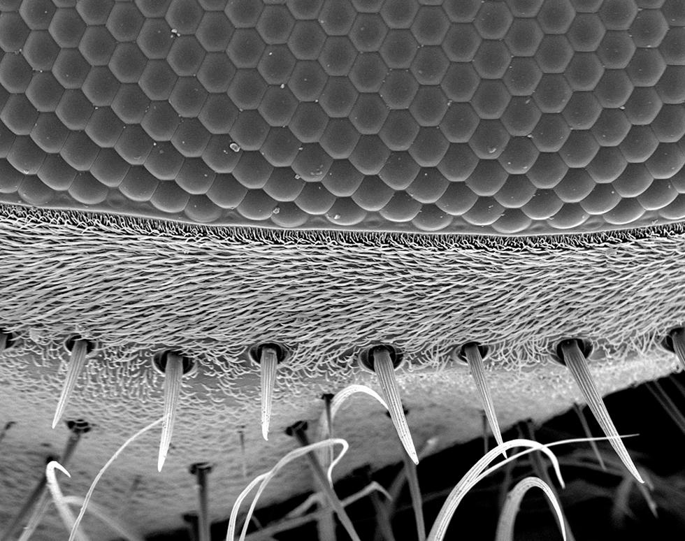 Fly eye